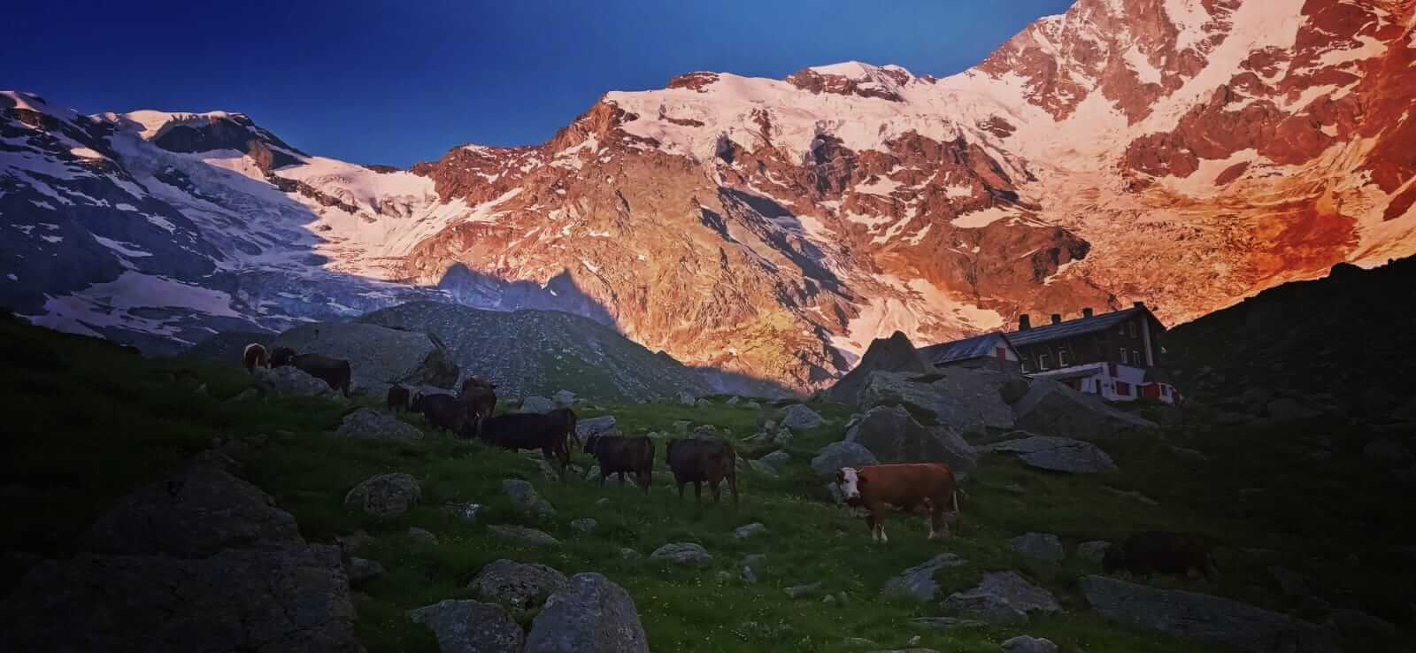 Le Mucche Di Razza Rendena Passano Il Ghiacciaio Del Belvedere E Tornano A Valle