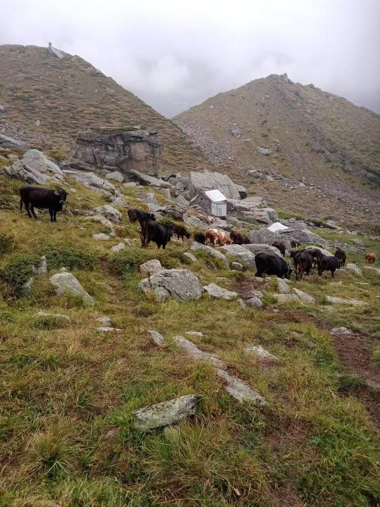 Le Mucche Di Razza Rendena Passano Il Ghiacciaio Del Belvedere E Tornano A Valle