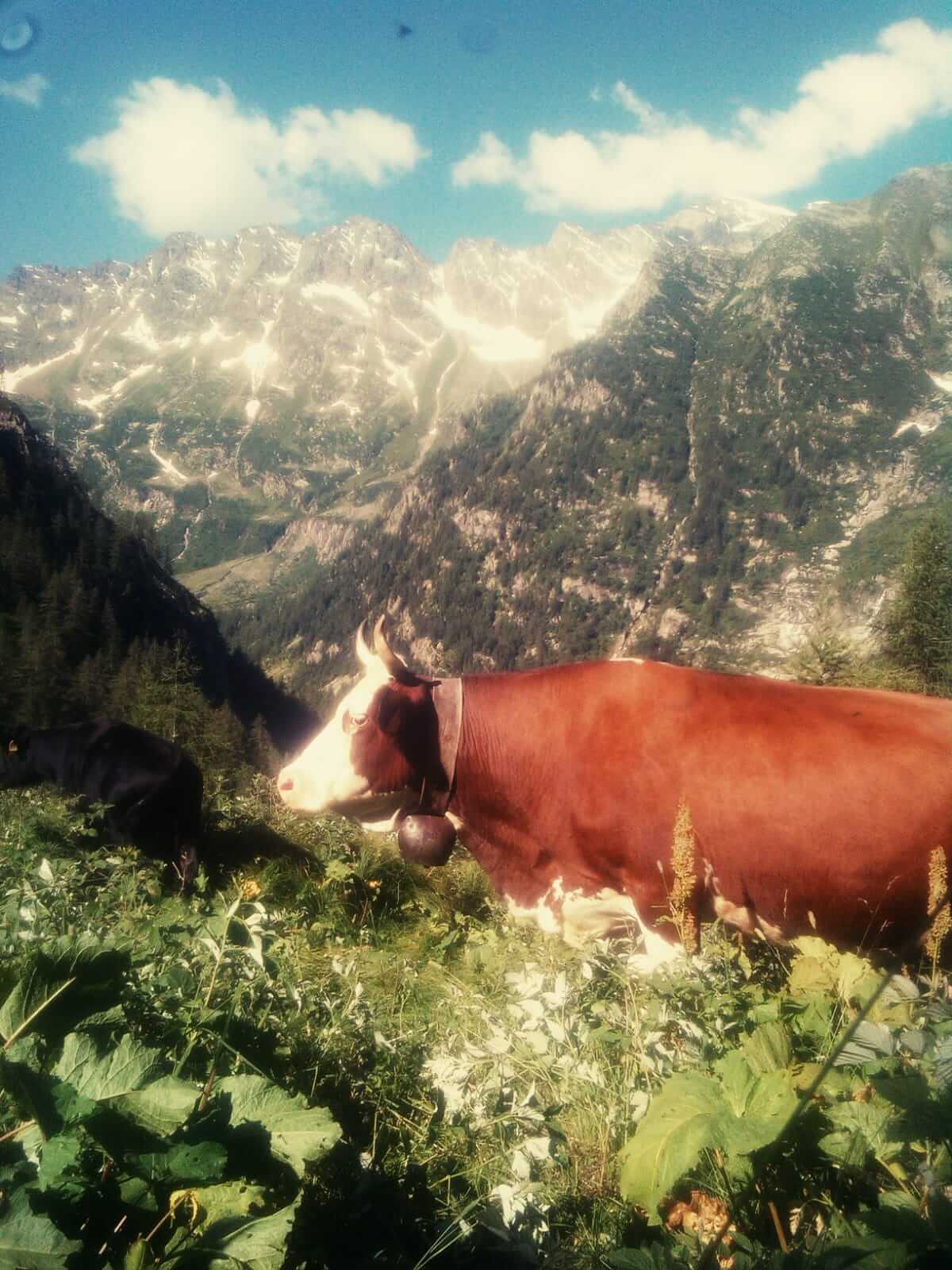 Pascolo A Quarazzola