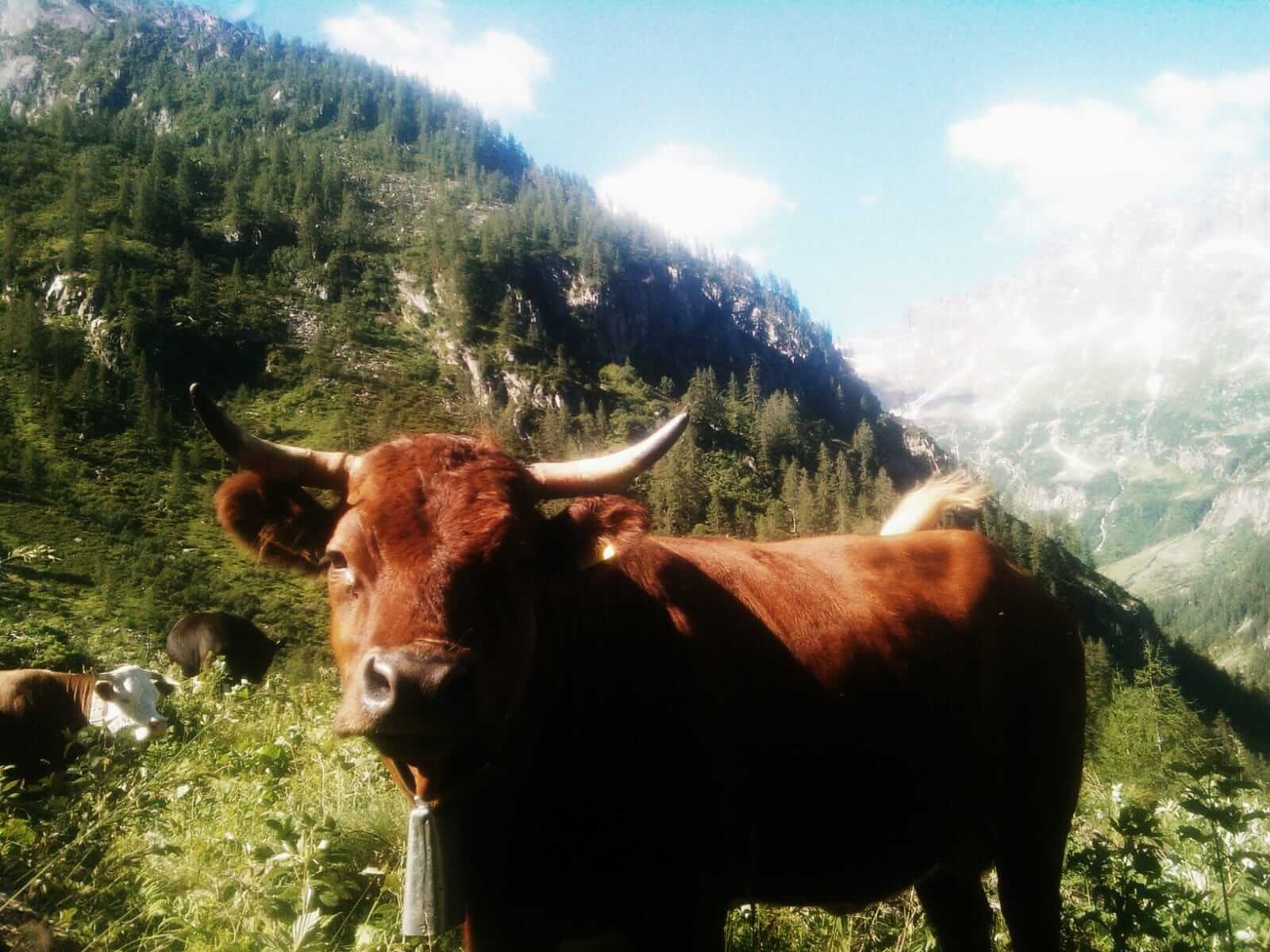 Pascolo A Quarazzola 2