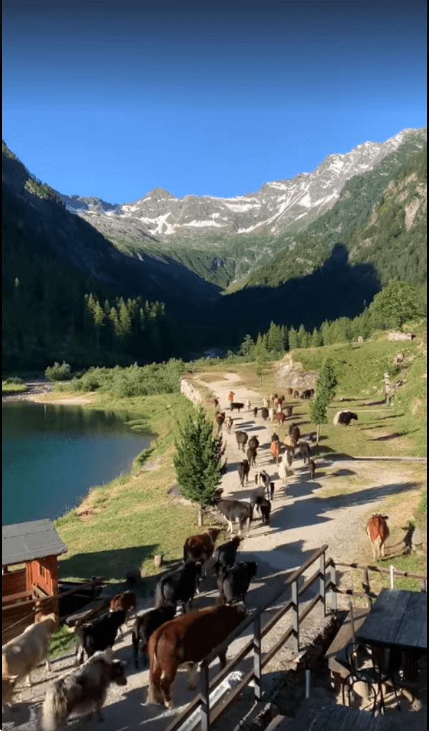 Torna a rivivere l’alpeggio di Quarazzola