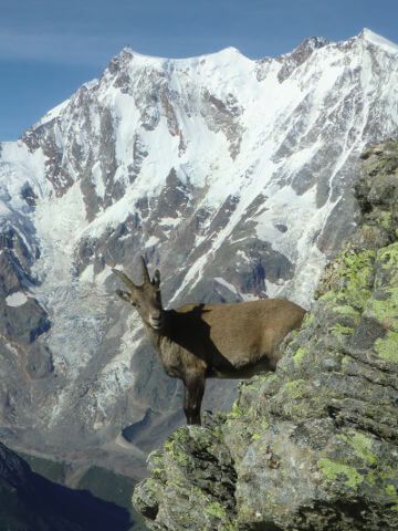 Il ritorno dello stambecco, oasi Faunistica del Monte Rosa