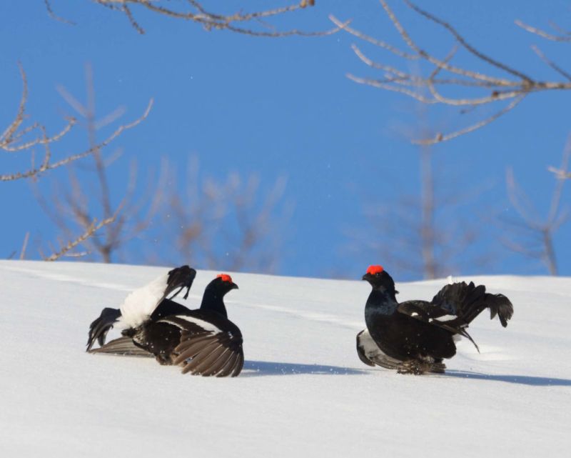 I censimenti dei galliformi nelle Aree Protette dell’Ossola