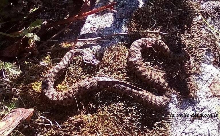 Vipera con la pinna o basilisco?