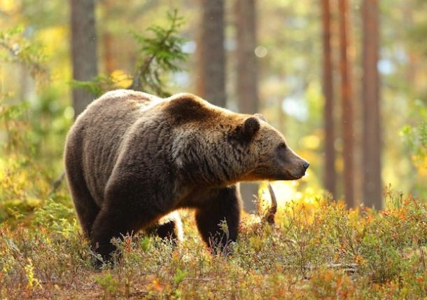 Animali selvatici, ambiente e coronavirus
