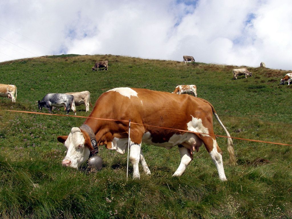 San Giacomo e il formaggio che nasce a due passi dal cielo