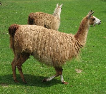 Un lama a guardia delle capre contro il lupo