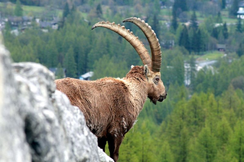 L’Oasi faunistica del Monte Rosa