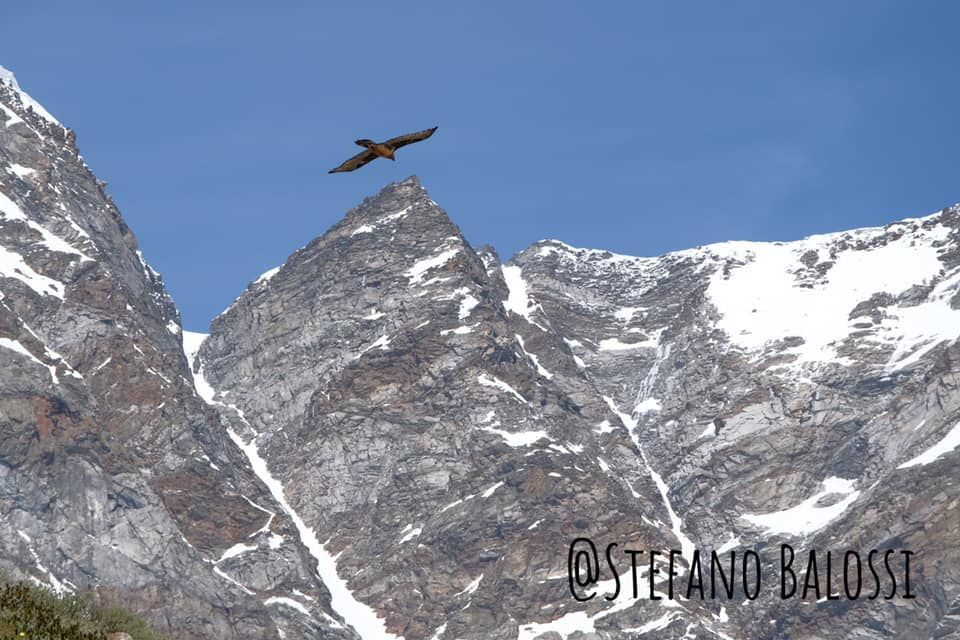 Il maestoso volteggio del gipeto nel cielo della Pedriola