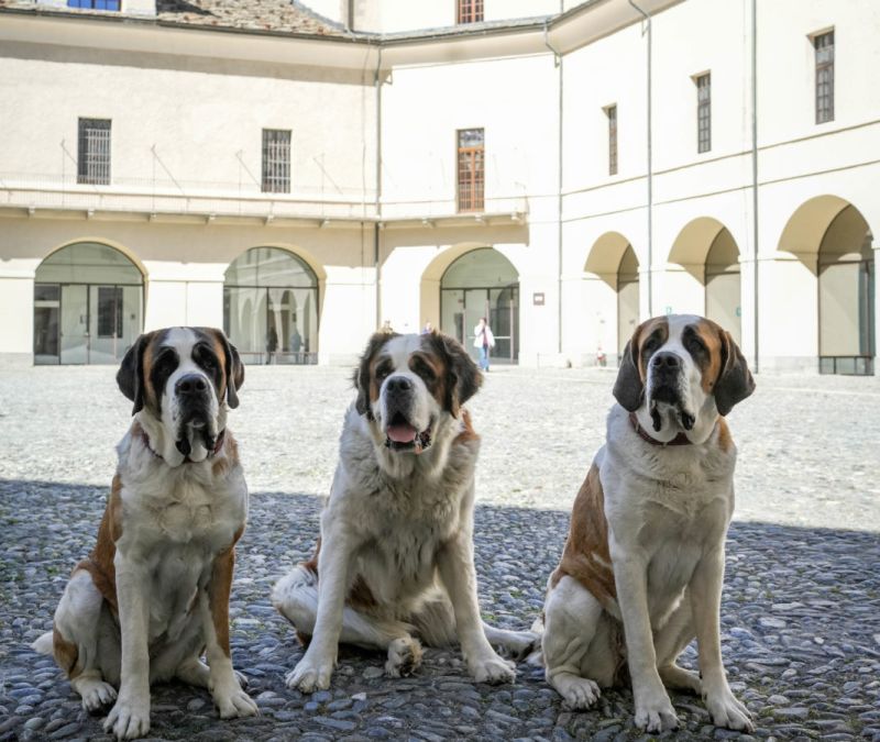 I Cani San Bernardo al Forte di Bard