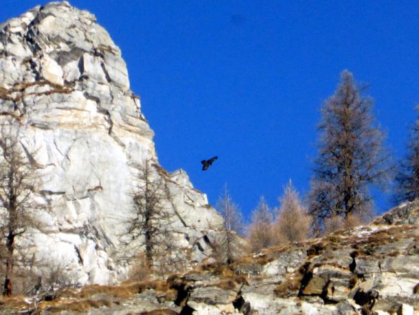 Avvistata una coppia di gipeti nell’Oasi faunistica del Monte Rosa
