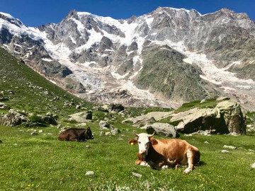All’alpe Pedriola sono tornate le mucche da latte
