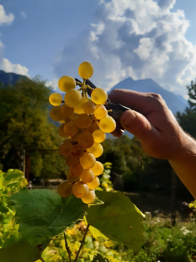 Pronta al via la vendemmia d’Anzasca