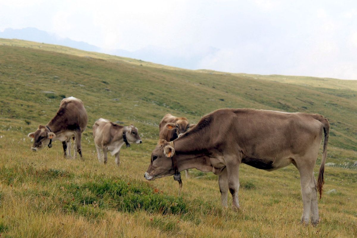 Slow Food Ossola