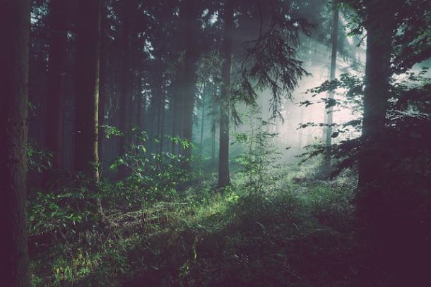 A Macugnaga arriva il Forest Bathing