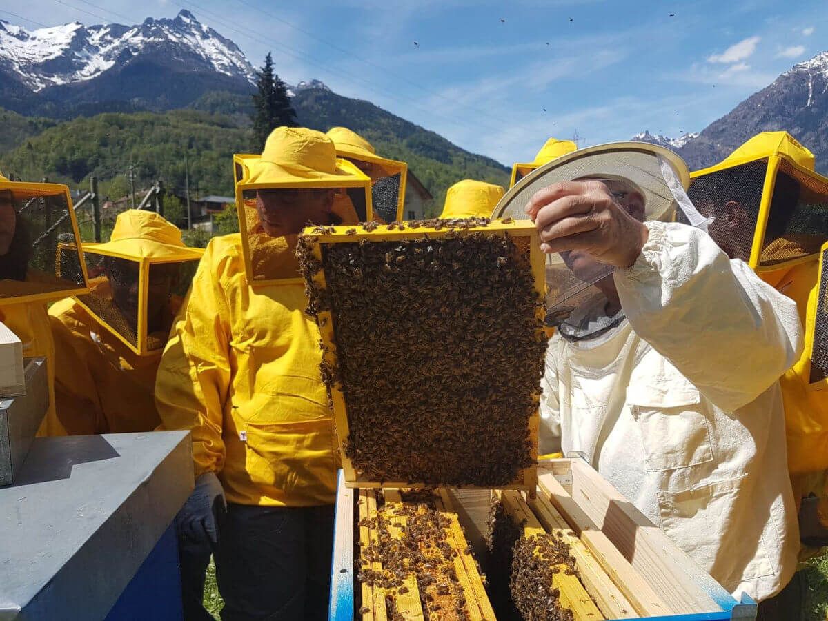 Nasce l'Apiario Sociale dell'Associazione Produttori Apistici Vallate Ossolane
