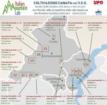 Valle Anzasca, coltivazione sperimentale della Canapa Alpina