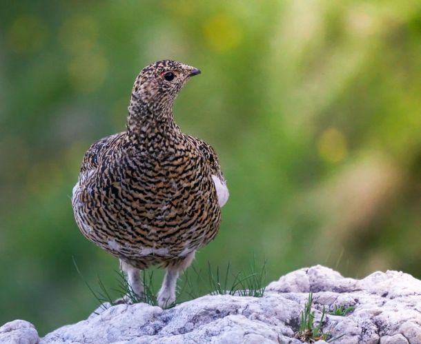 I censimenti dei galliformi nelle Aree Protette dell’Ossola