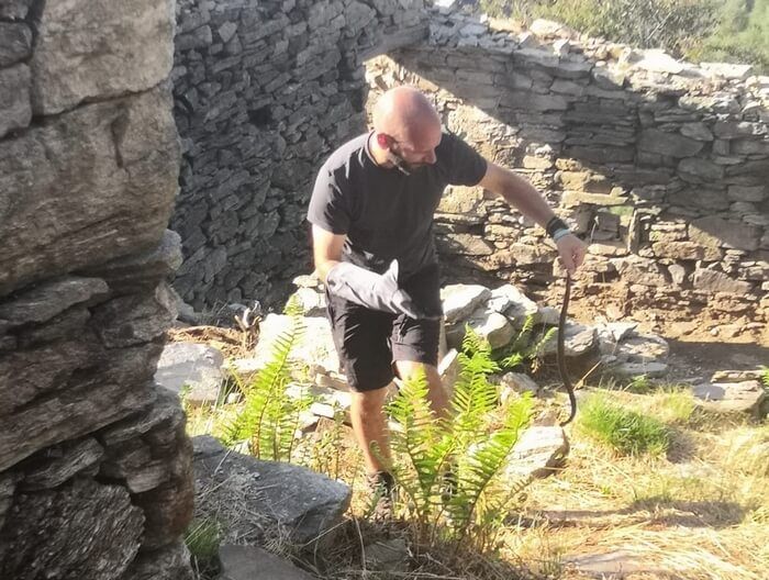 Parco Nazionale Valgrande,traslocate le vipere dell’alpeggio