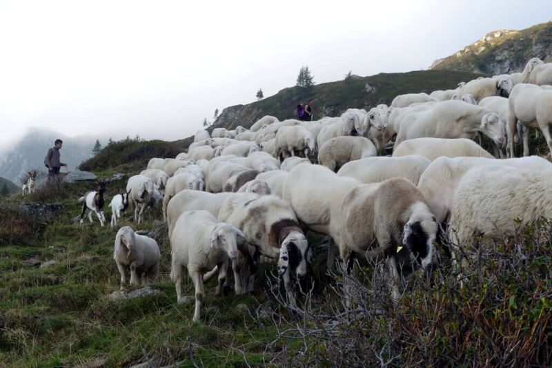Tornano i pastori