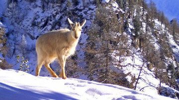 Camoscio bianco fotografato nel Vallese