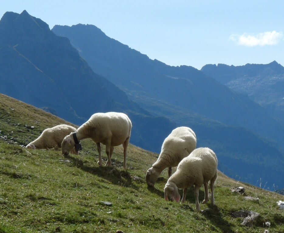 Rondini, pecore e stambecchi