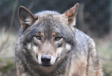 Il lupo in Valle Anzasca, dai cinque esemplari di Isella ad altre segnalazioni in tutto il territorio