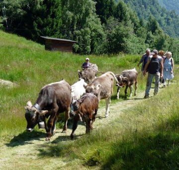 La transumanza, ma “moscerina” non c’era