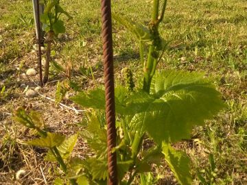 Corsi di Viticoltura e Frutticoltura con l’APAO